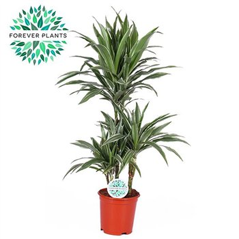 Dracena fragr  der warneckei Warneckei p21 45+15+10 3 pp 90cm 21cm Q1781