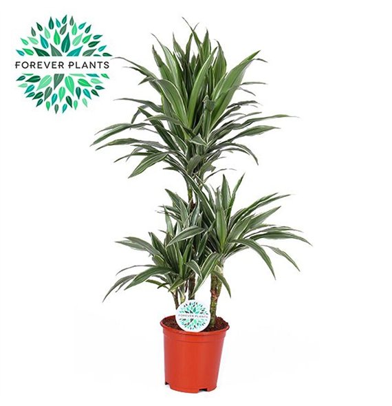 Dracena fragr  der warneckei Warneckei p21 45+15+10 3 pp 90cm 21cm Q1781