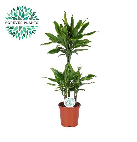 Dracena fragr  golden coast Golden Coast p21 45+15+10 3 pp 90cm 21cm Q1782