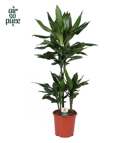 Dracena frag  der janet lind Janet Lind p21 45+15+10 3 pp 90cm 21cm Q1810