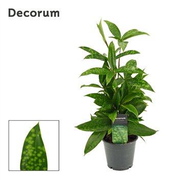 Dracena surculosa 12cm 40cm 12cm Q1816