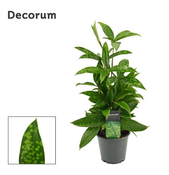 Dracena surculosa 12cm 40cm 12cm Q1816