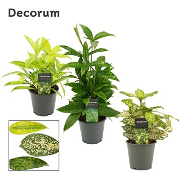 Dracena Mix 12cm 35cm 12cm Q1817