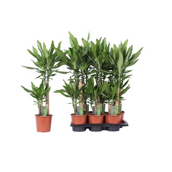 Dracena fragr  steudneri 2 PP 75cm 17cm Q1819