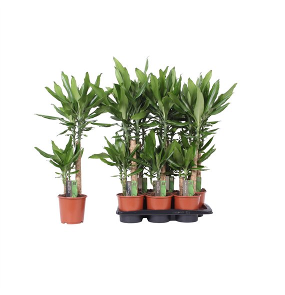 Dracena fragr  steudneri 2 PP 75cm 17cm Q1819