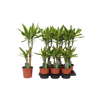 Dracena fragr  golden coast 2 PP 70cm 17cm Q1825