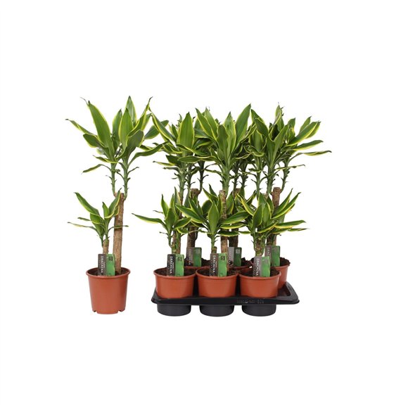 Dracena fragr  golden coast 2 PP 70cm 17cm Q1825