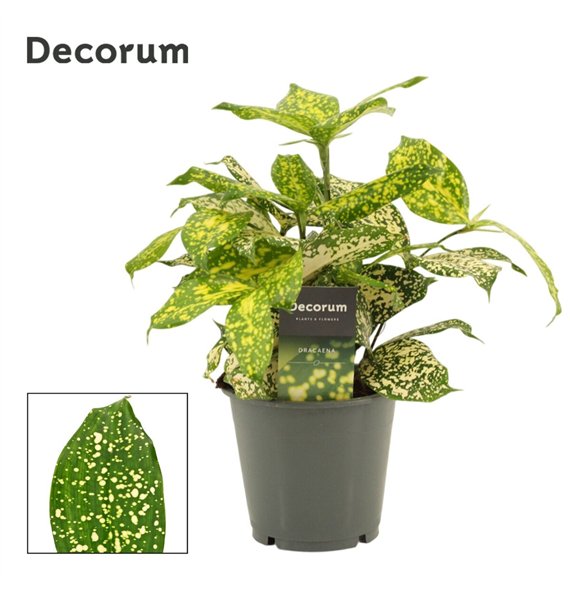 Dracena surculosa florida beauty Godsefiana 12 cm 30cm 12cm Q1829