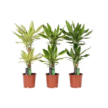 Dracena fragr  mix 3 kinds 2 PP 70cm 17cm Q1830