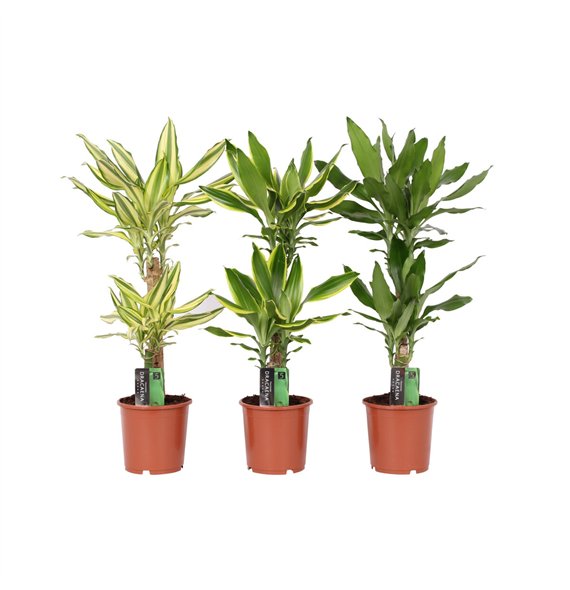 Dracena fragr  mix 3 kinds 2 PP 70cm 17cm Q1830