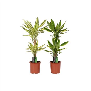 Dracena fragr  mix 3 kinds 2 PP 70cm 17cm Q1833