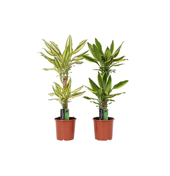 Dracena fragr  mix 3 kinds 2 PP 70cm 17cm Q1833