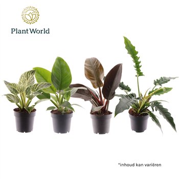 Philodendron mix 1 pp 35cm 14cm Q3586