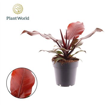 Philodendron Sunlight 1 pp 30cm 14cm Q3592