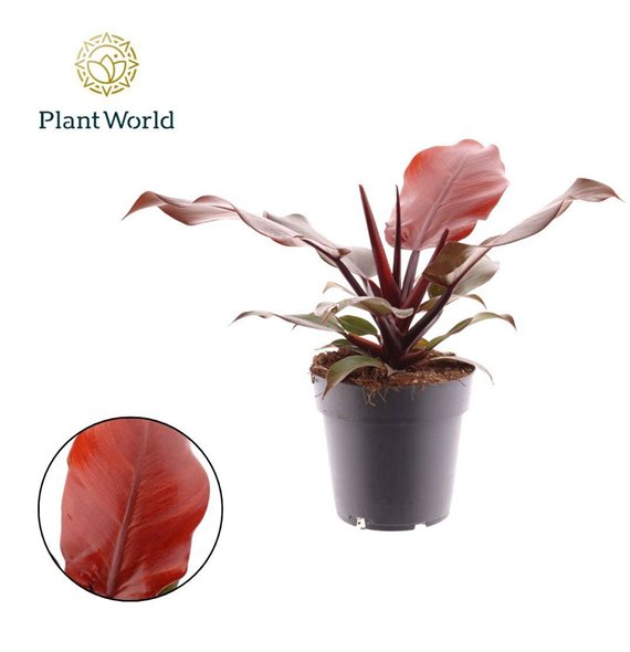 Philodendron Sunlight 1 pp 30cm 14cm Q3592