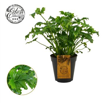 Philodendron Atlantis 15cm 3 pp 35cm 15cm Q3602