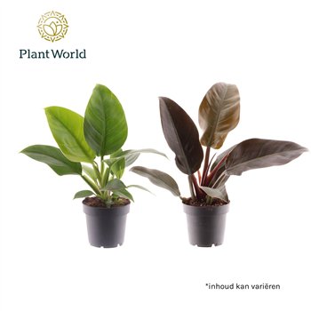 Philodendron mix Imperial Green & Red 1 pp 35cm 14cm Q3603