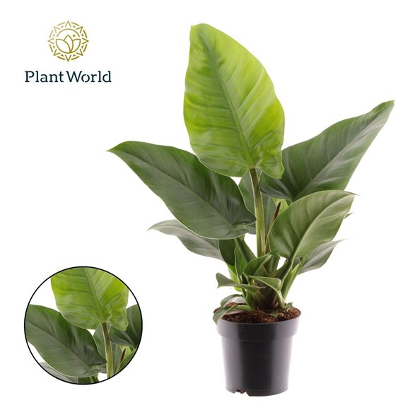 Philodendron imperial green Imperial Green 1 pp 35cm 14cm Q3618