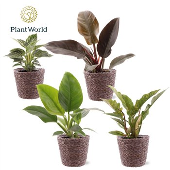 Philodendron mixed div  kinds Trendy Košara 1 pp 30cm 12cm Q3623