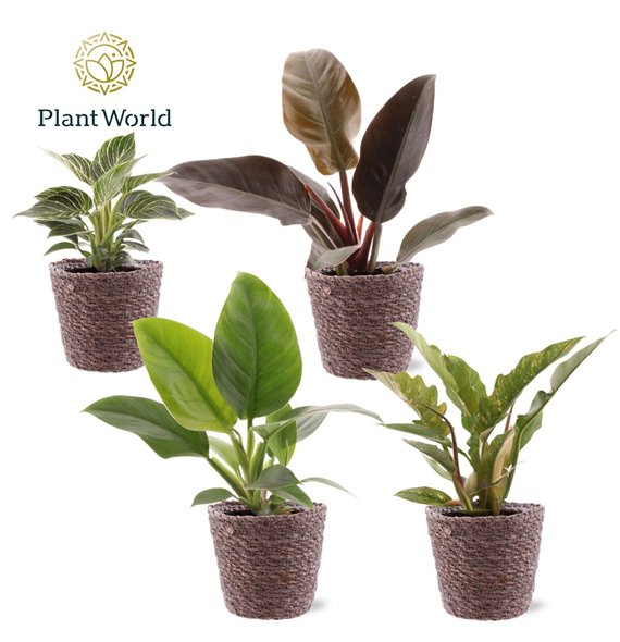 Philodendron mixed div  kinds Trendy Košara 1 pp 30cm 12cm Q3623