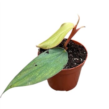 Philodendron Burle Marx Fantasy 1 pp 12cm 8cm Q3625