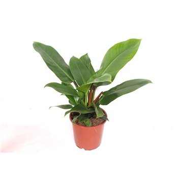 Philodendron imperial green Imperial Green2 pp 60cm 17cm Q3630