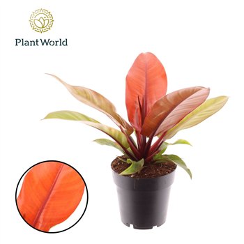 Philodendron prince of orange Prince Orange 1 pp 35cm 14cm Q3634