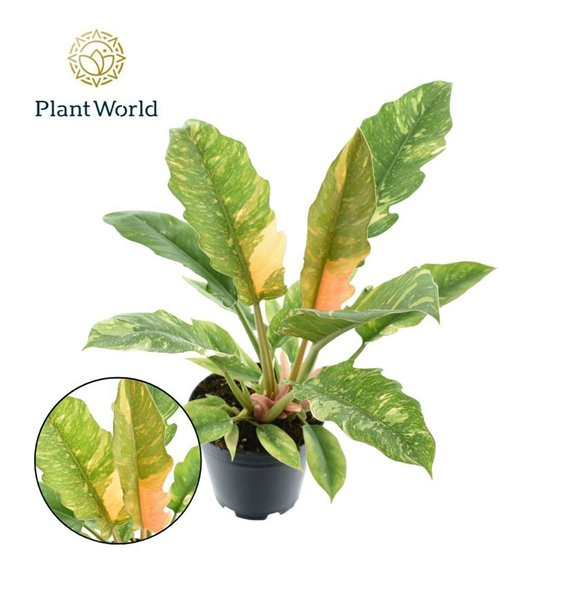 Philodendron Ring of Fire narrow 1 pp 45cm 14cm Q3639