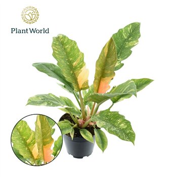 Philodendron Ring of Fire narrow P14 1 pp 35cm 14cm Q3647