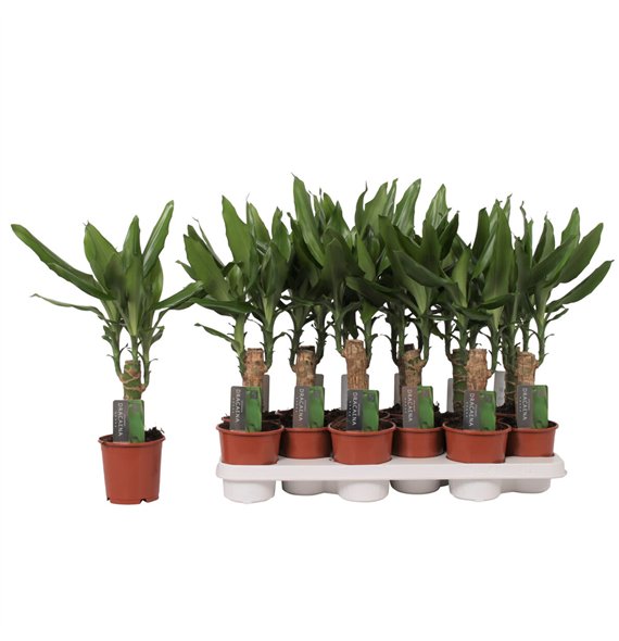 Dracena fragr  steudneri 1 PP 45cm 11cm Q1818
