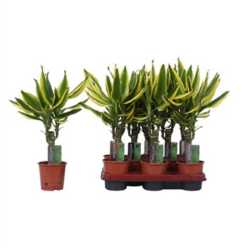 Dracena fragr  golden king 1 PP 45cm 11cm Q1824