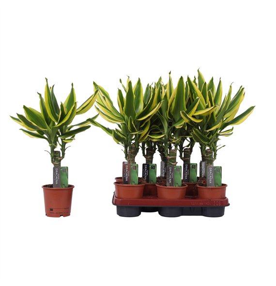 Dracena fragr  golden king 1 PP 45cm 11cm Q1824