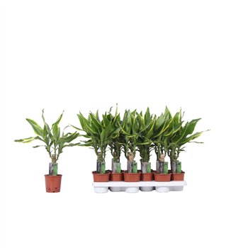 Dracena fragr  golden coast 1 PP 45cm 11cm Q1826