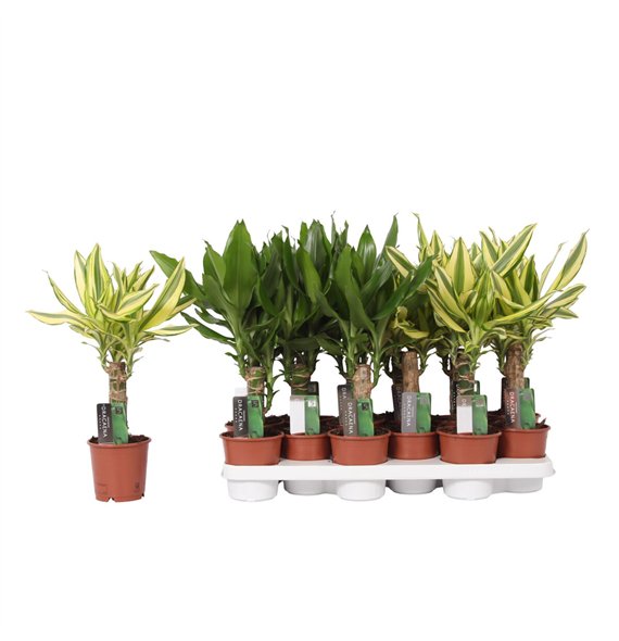 Dracena mix 2 1 PP 45cm 11cm Q1828