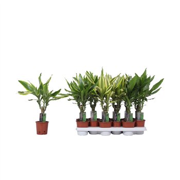 Dracena fragr  mix 3 kinds 1 PP 45cm 11cm Q1831