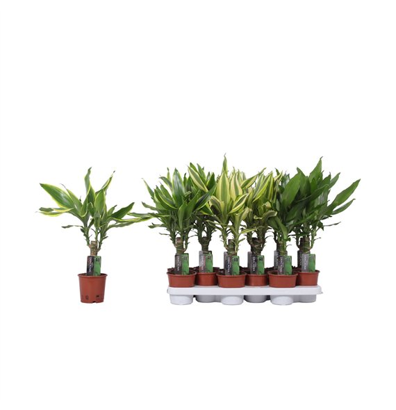 Dracena fragr  mix 3 kinds 1 PP 45cm 11cm Q1831