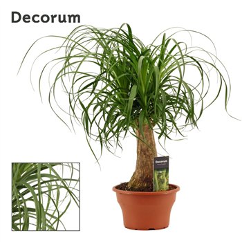 Nolina Beaucarnea recurvata straight 19 cm bowl (Decorum) 1 stems plnt 55cm 19cm Q760