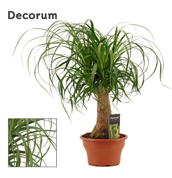 Nolina Beaucarnea recurvata straight 19 cm bowl (Decorum) 1 stems plnt 55cm 19cm Q760