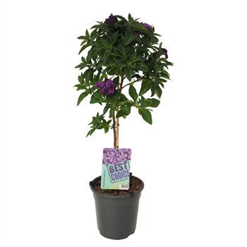 Heliotropium arborescens 75cm 19cm Q3056