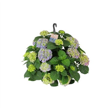 Hortenzija macr  hi river 27cm Blauw Hangplant 20+ Bloem15 fl 40cm 27cm Q3383