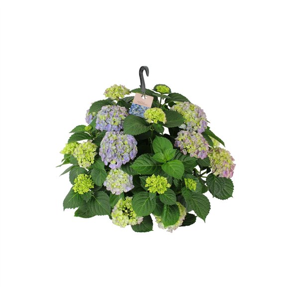 Hortenzija macr  hi river 27cm Blauw Hangplant 20+ Bloem15 fl 40cm 27cm Q3383