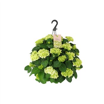 Hortenzija hi white sun macr  27cm Wit Hangplant 20+ Bloem15 fl 40cm 27cm Q3391