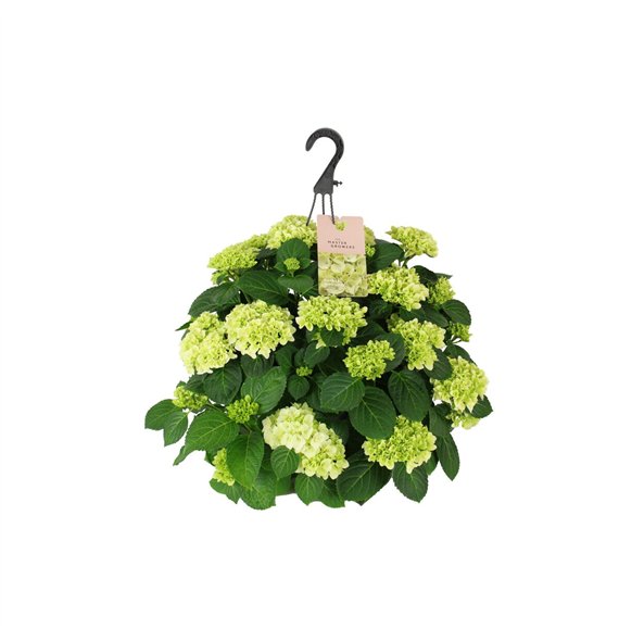 Hortenzija hi white sun macr  27cm Wit Hangplant 20+ Bloem15 fl 40cm 27cm Q3391