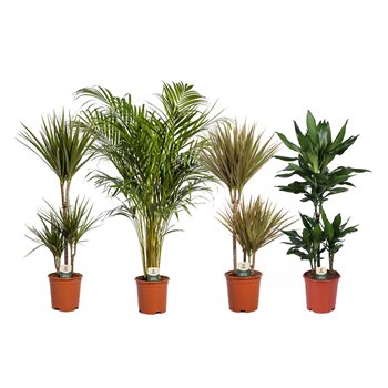 Miks lončnic green Mix p21 (Air So Pure) 1 pp 95cm 21cm Q4632