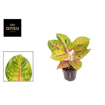 Aglaonema Iguana Red 1 pp 35cm 12cm Q116