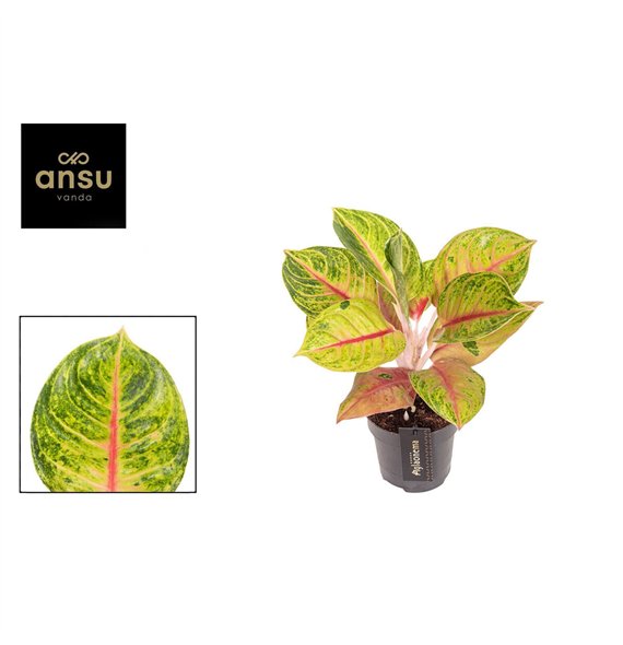 Aglaonema Iguana Red 1 pp 35cm 12cm Q116