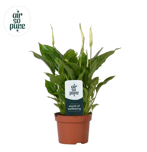 Spatifil chopin 8+ - Steeketiket 30cm 10.5cm Q5093