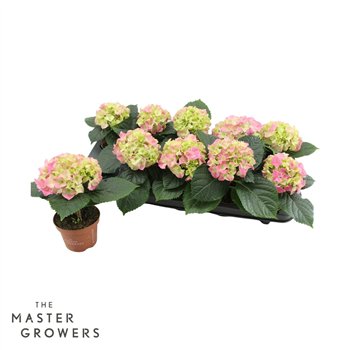 Hortenzija macr  early rosa 9cm - Pink 1+ 15cm 9cm Q5202