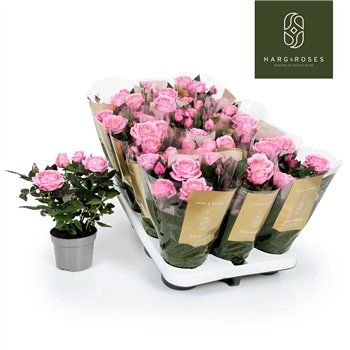 Vrtnica kordana grande adele Kordana Grande Adele5 fl 27cm 10.5cm Q5166