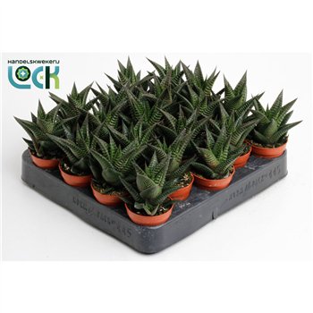 Haworthia limifolia 10cm 5.5cm Q1024